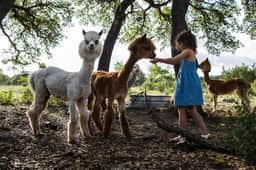 350 Madrone · Luxury Ranch Experience - Animals, Creek, Spa - Image 4