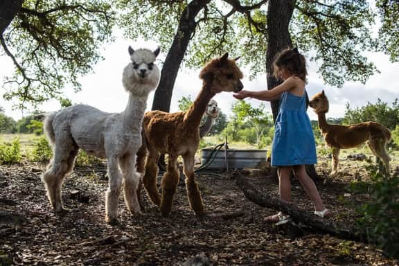 350 Madrone · Luxury Ranch Experience - Animals, Creek, Spa - Image 4
