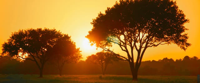 Texas live oak trees silhouetted against a deep golden sunset sky
