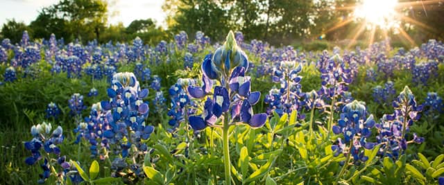 Bluebonnets at golden hour with sunburst through live oak trees, Texas Hill Country